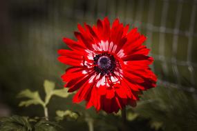 Anemone Red Spring