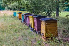 colored wooden bee houses
