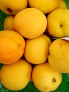 Apricot Apricots