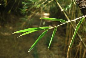 Nature Bamboo Plants