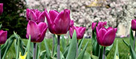 Flowers Tulips Beauty