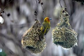 Birds Nests Swallow