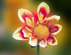 Summer Blossom Bloom