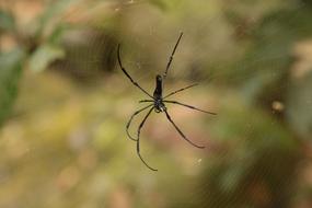 black Spider on web at blur background
