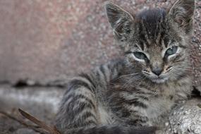 tabby kitten with blue eyes