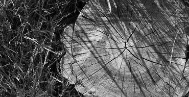 Stump Nature Forest