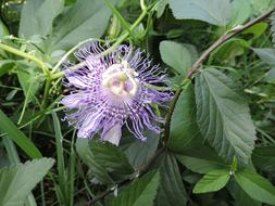 Passion Flower Wild
