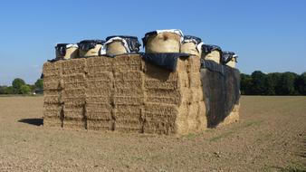 straw bales stacked in the field