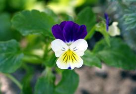 Violet Blue-White Herb Tiny
