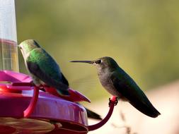 closeup photo of two hummingbirds are sitting on a feeding trough in the garden