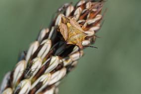 Plant Bug