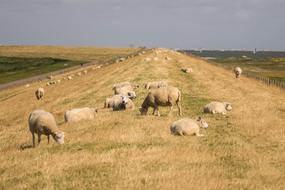 flock of sheep grazes outdoors in the Netherlands