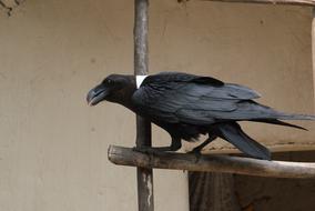 black and white raven in the wild in rwanda