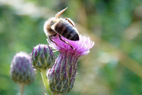 bee collecting pollen on a purple thistle