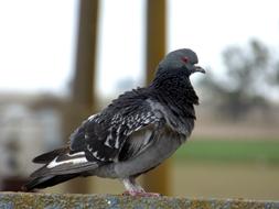 closeup view of Paloma Ave Bird