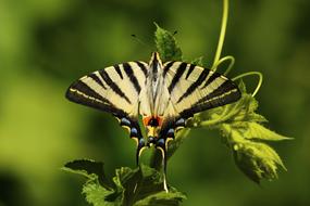 Butterfly on green leaves close-up on blurred background