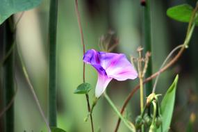 Pink Morning Glory Flower