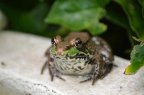delightful Frog Green Water