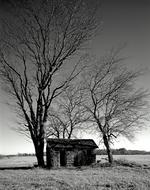 Hut Tree Meadow
