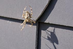 European garden spider on cobweb