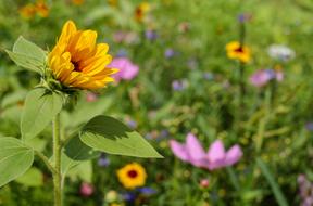 Sunflower Flower Bloom
