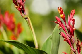 Canna Flower Blossom