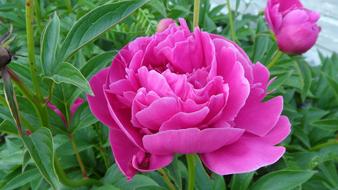 Peony Flowers in garden