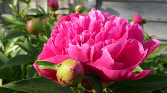 Peony Flower
