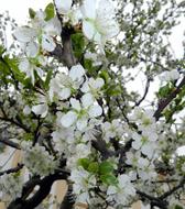Blossom Bloom Spring