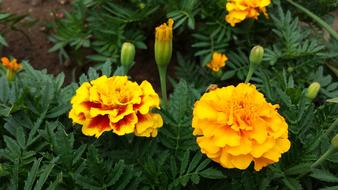 Marigold Flowers Yellow