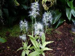 Orchid Flower Blossom