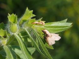 Plant Henbane Green