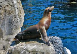 Robbe Rock Robben Island