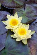 Lily Water Pond
