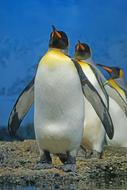 enchanting King Penguins walking