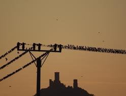 starlings on electric wires against the evening sky