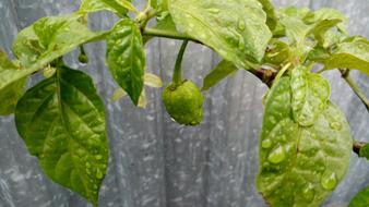 Chili Leafs