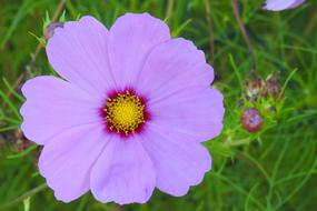 violet Cosmea Blossom