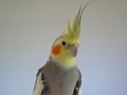 cockatoo parrot in Australia close-up