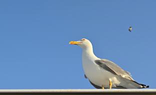 seagull on the roof of the building