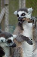 Lemur'S Longleat Eating Sun