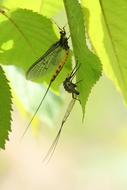 gorgeous Dragonfly Larva Hatched