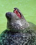 charming Seal Animal