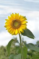 Flower Sunflower Helianthus Annuus