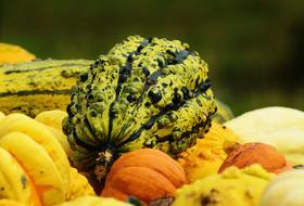 ripe fresh pumpkins and vegetables