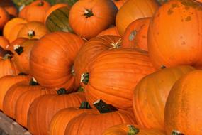 ripe pumpkins on the harvest farm