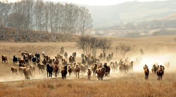 horse herd in Scenery Prairie