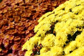 Chrysanthemum, Autumnal Flowers, Yellow red background