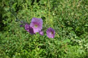 Hollyhocks Flowers Nature