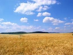 Field Grain